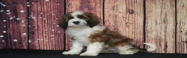 Saint Berdoodles Puppy 5