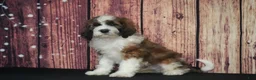 Saint Berdoodles dogs for sale: Saint Berdoodles Puppy 5 - Ad 1