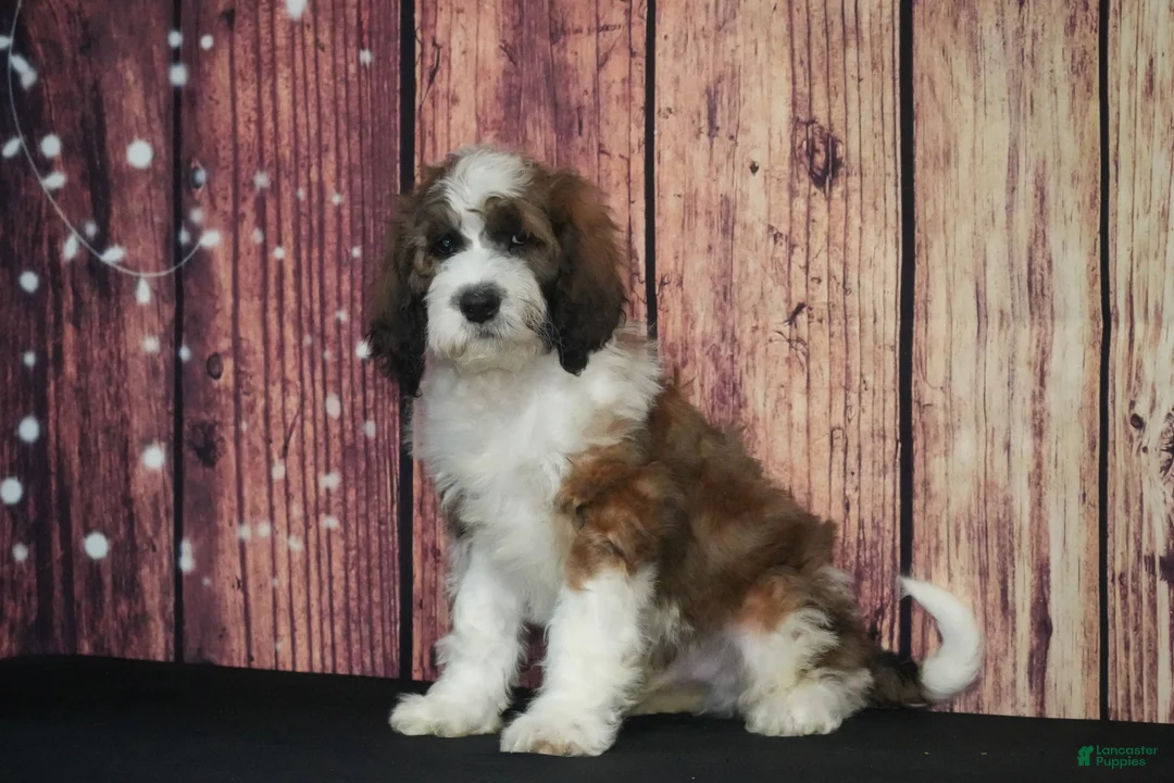Saint Berdoodles dogs for sale: Saint Berdoodles Puppy 5 - Ad 1