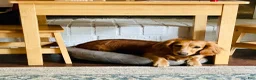 Miniature Dachshund dogs for sale: Miniature Dachshund 3 - Ad 13