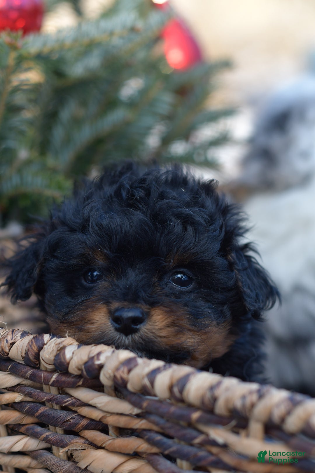 Mini Aussiedoodle dogs for sale: Grizzly - Ad 22