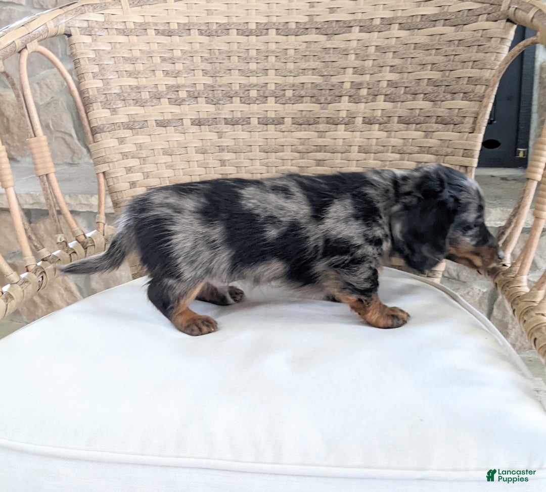 Miniature Dachshund dogs for sale: Frankie  - Ad 5