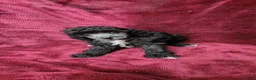 Toy Poodle dogs for sale: AKC Silver girl 2 - Ad 7
