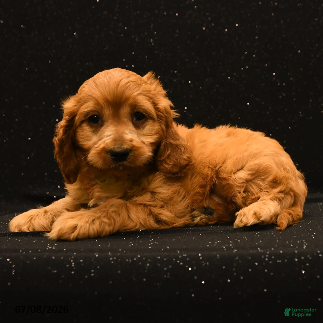 Cavapoo dogs for sale: Jax - Ad 2
