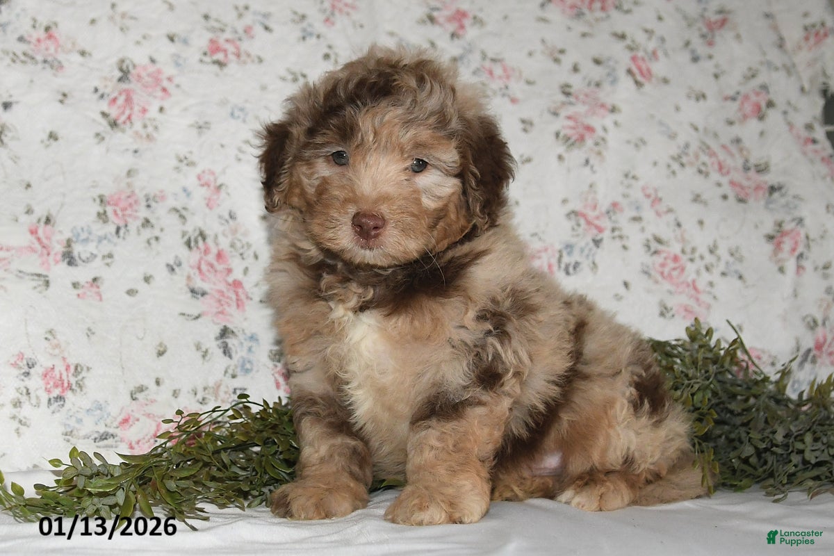 Mini Aussiedoodle dogs Arno - Ad 26