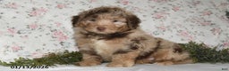 Mini Aussiedoodle dogs for sale: Arno - Ad 1