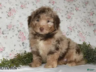 Mini Aussiedoodle dogs Arno - Ad 16