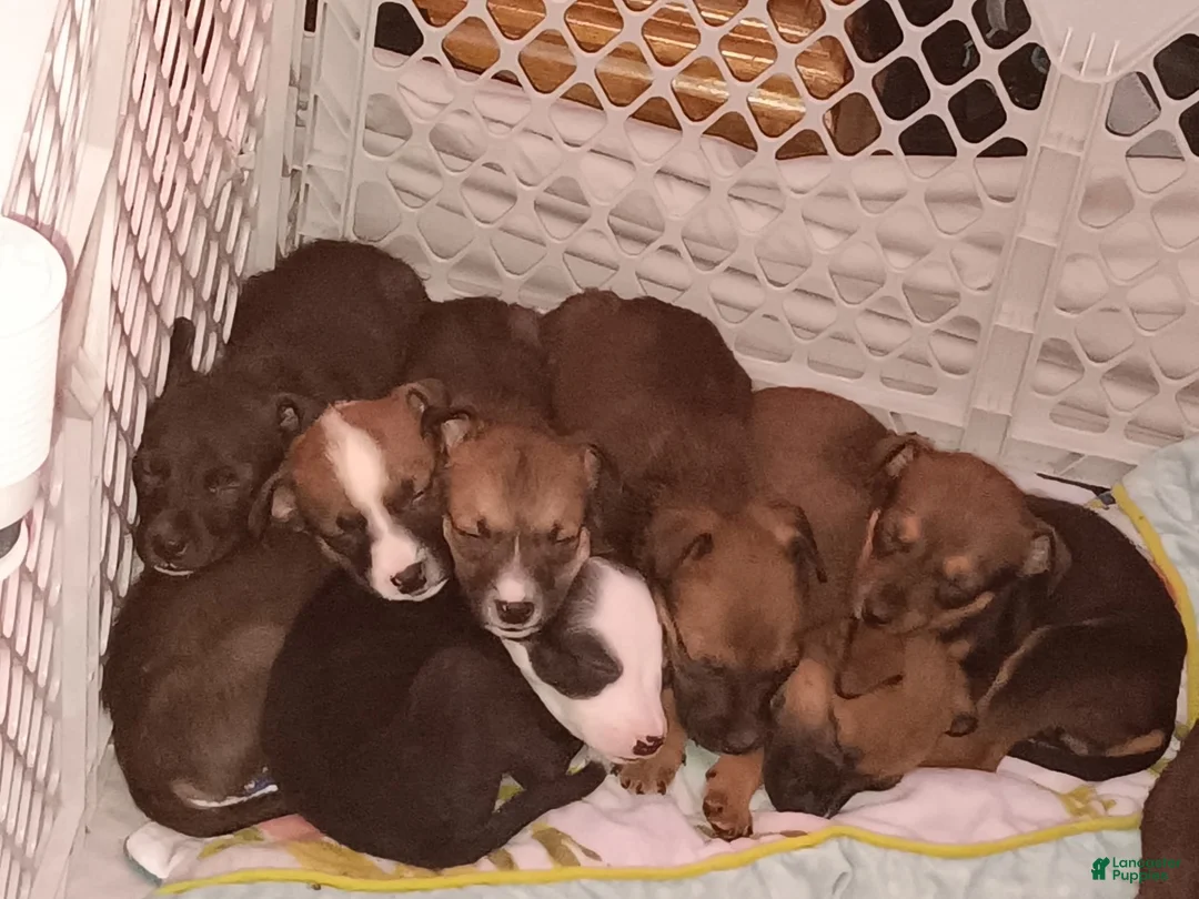 Gallery Image {{count}}