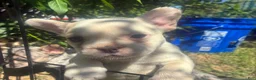 French Bulldog dogs for sale: French Bulldog Puppy 7 (standard fur) - Ad 10