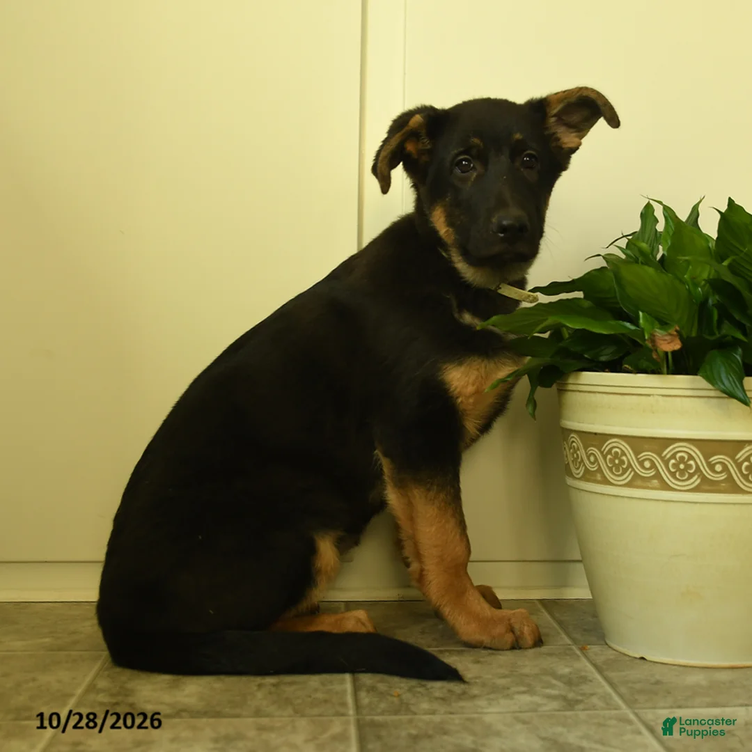 German Shepherd dogs for sale: Athena - Ad 1