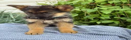 German Shepherd dogs for sale: Gabby - Ad 7