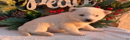 Pomsky dogs for sale: Frosty - Ad 2