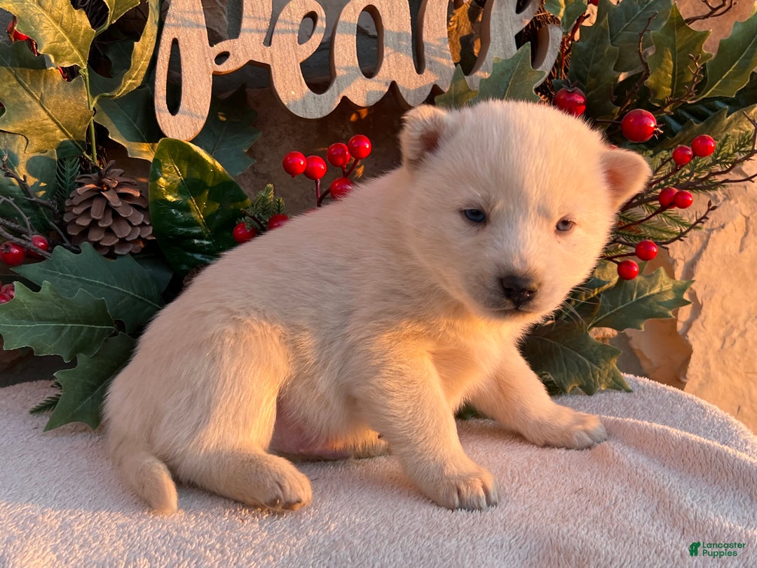 Pomsky dogs for sale: Frosty - Ad 2