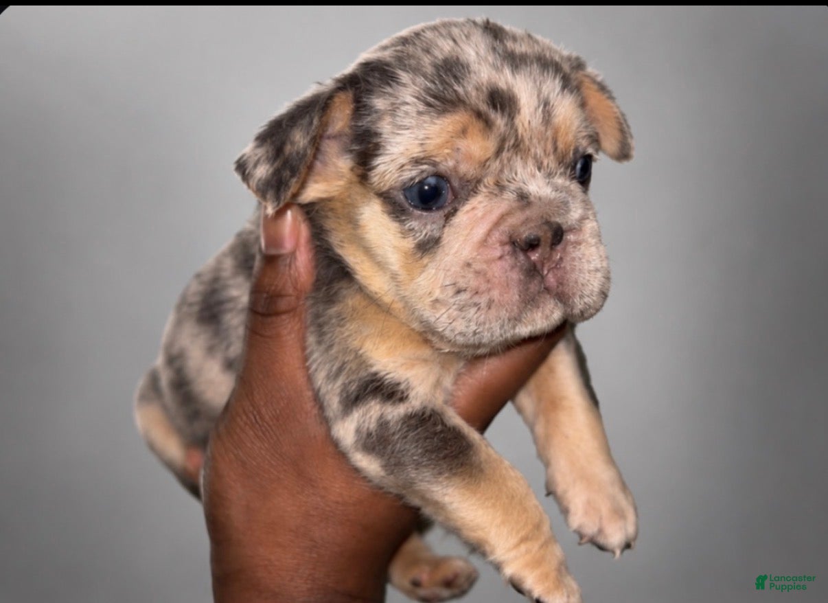 French Bulldog dogs Halo  - Ad 2