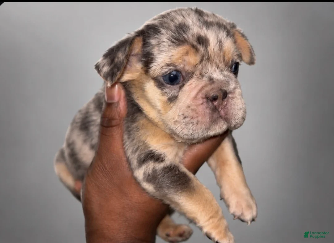 French Bulldog dogs for sale: Halo  - Ad 2