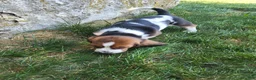 Basset Hound dogs for sale: Miss Molly - Ad 4