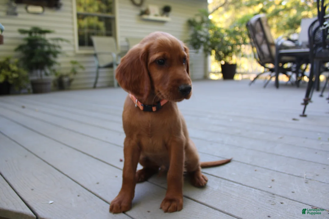 Mixed Breed dogs for sale: cody - Ad 2