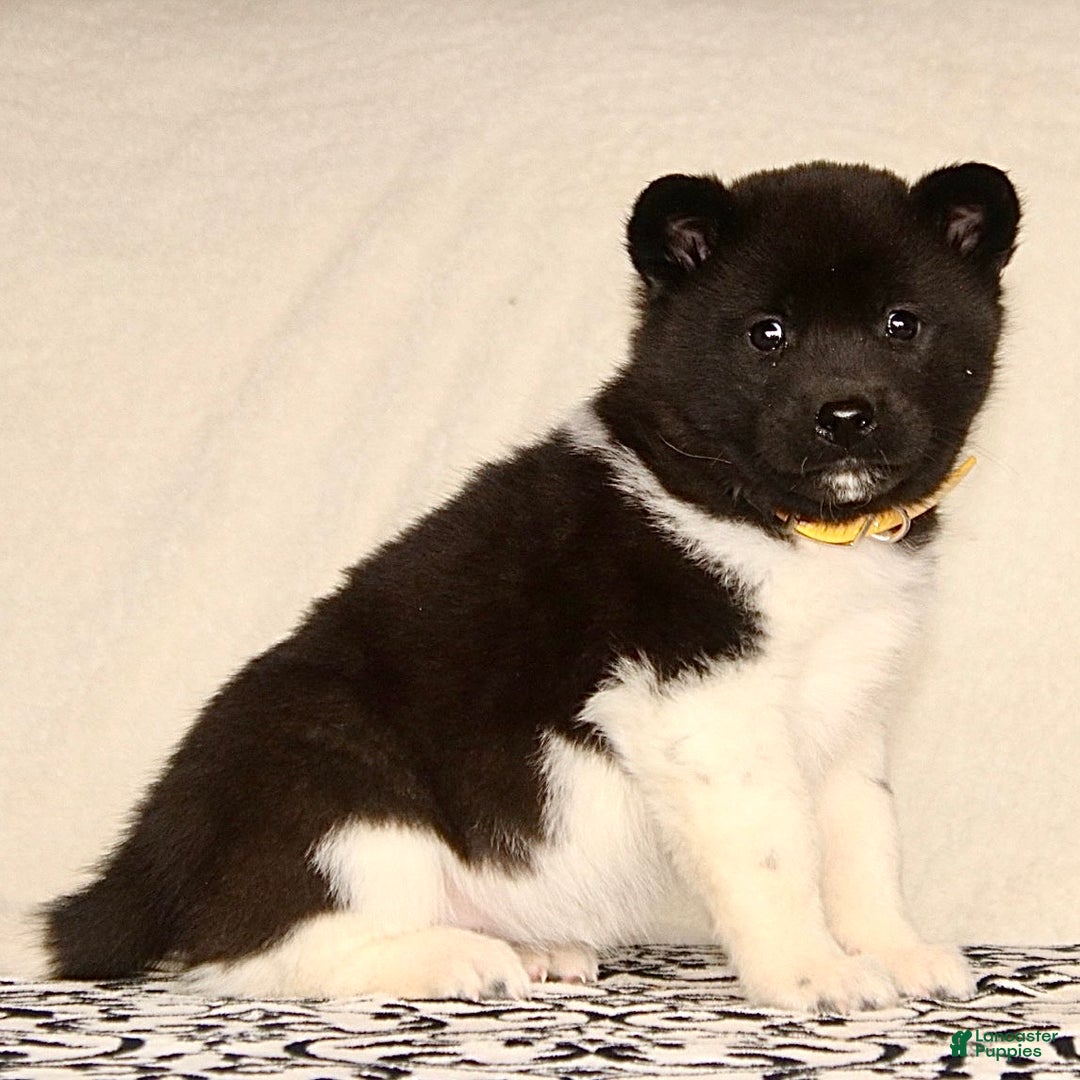 Akita dogs for sale: April - Ad 1