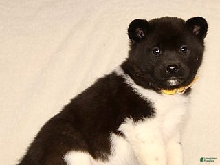 Akita dogs April - Ad 10