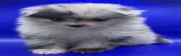 Pomeranian dogs for sale: Blue Merle Pomeranian Puppy 1 - Ad 4