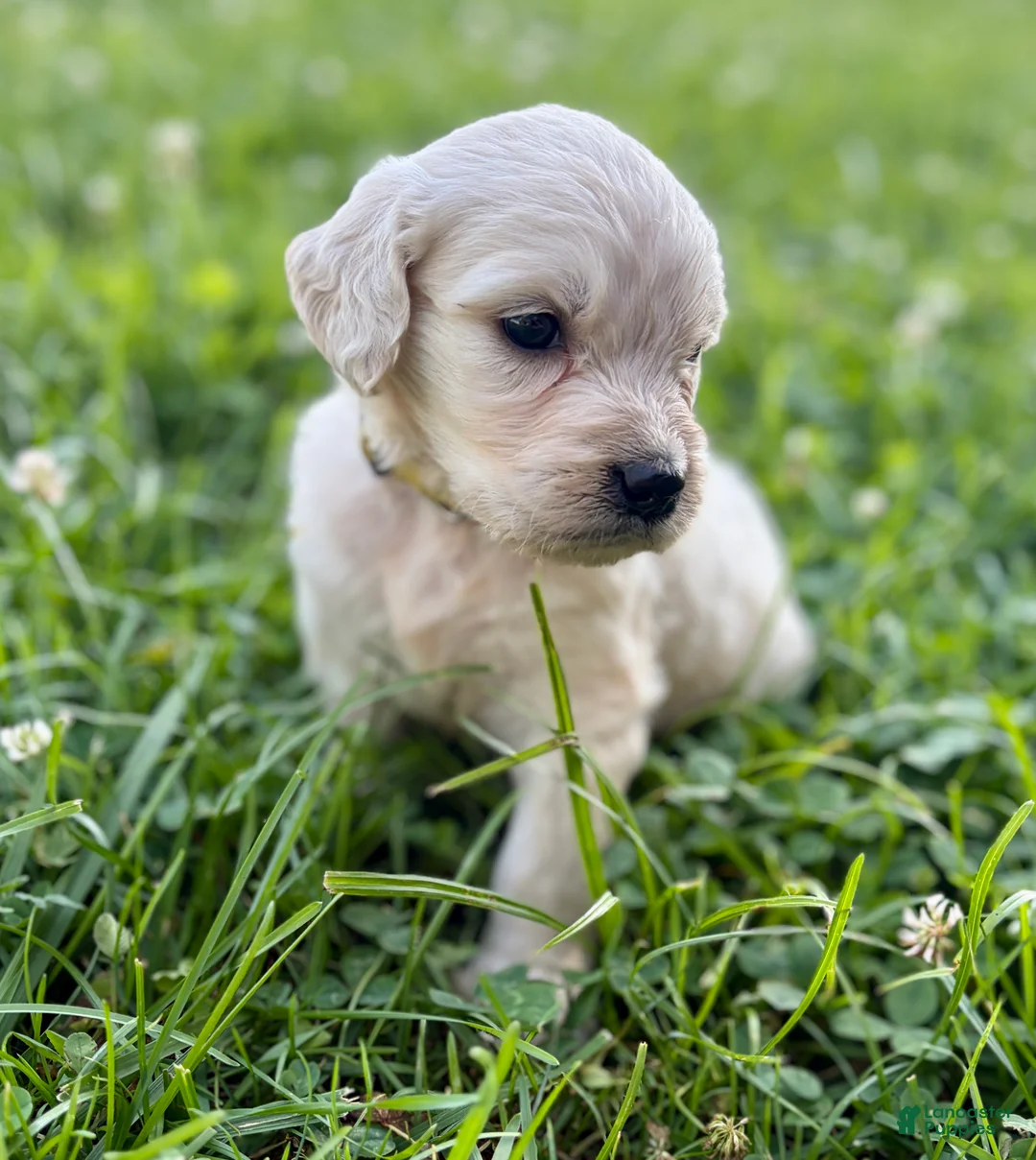 Goldendoodle dogs for sale: Goldendoodle 3 - Ad 2