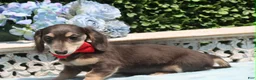 Miniature Dachshund dogs for sale: Miniature Dachshund 2 - Ad 9