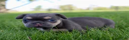 French Bulldog dogs for sale: Maxine - Ad 3