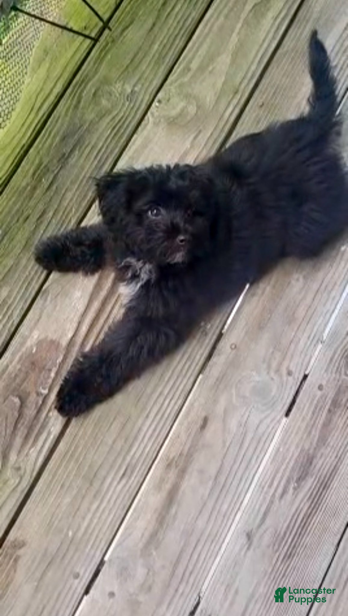 Havapoo dogs Silas - Ad 41