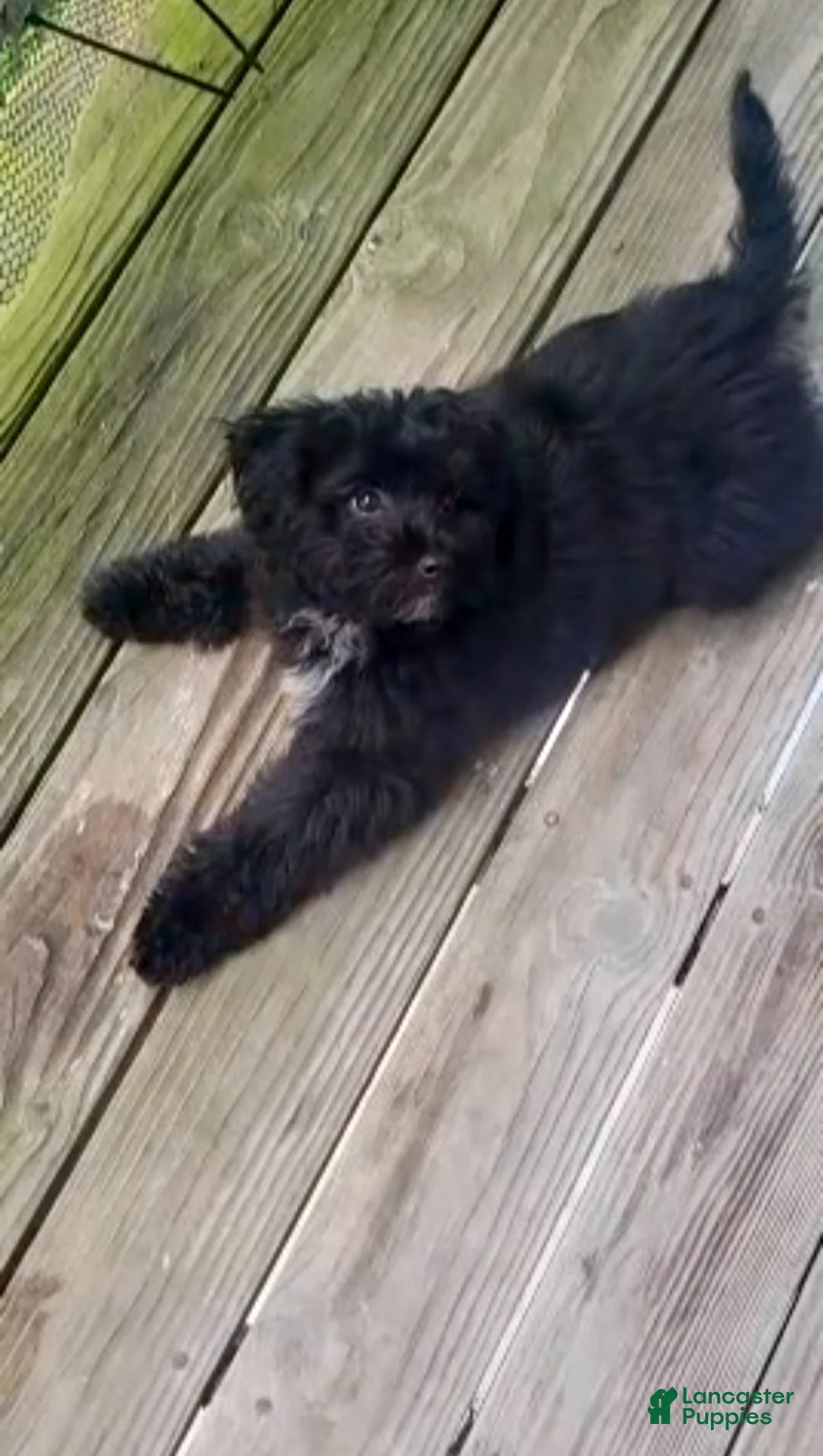 Havapoo dogs for sale: Silas - Ad 1