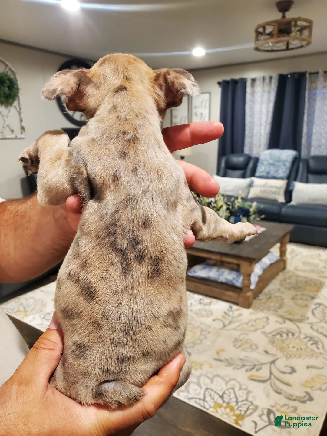 Mixed Breed dogs for sale: Frenchton - Ad 2