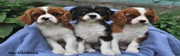 Cavalier King Charles Spaniel dogs for sale: Arthur - Ad 3