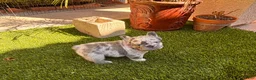 French Bulldog dogs for sale: French Bulldog 2 - Ad 7