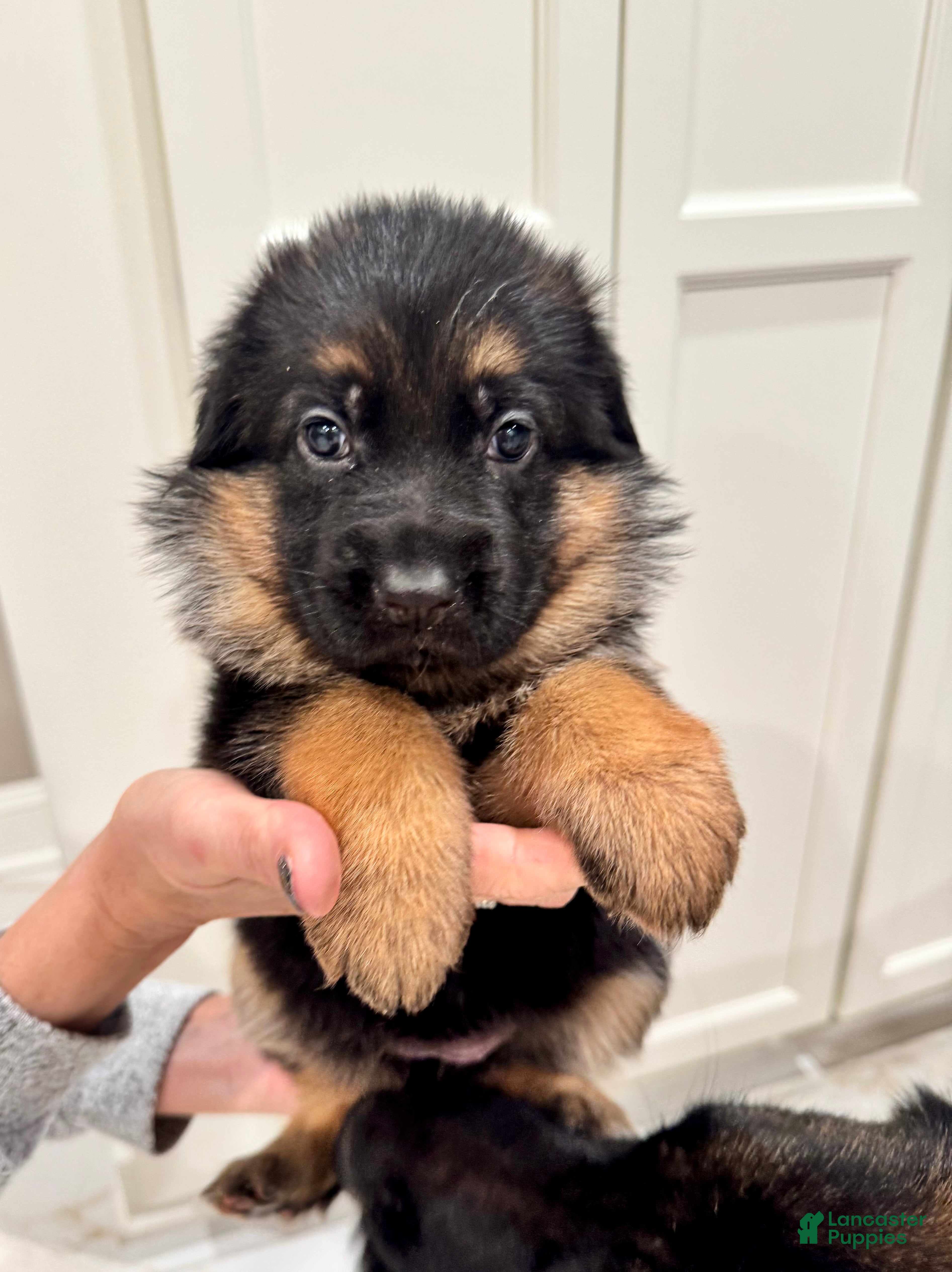 German Shepherd dogs German Shepherd Puppy 7 - Ad 13