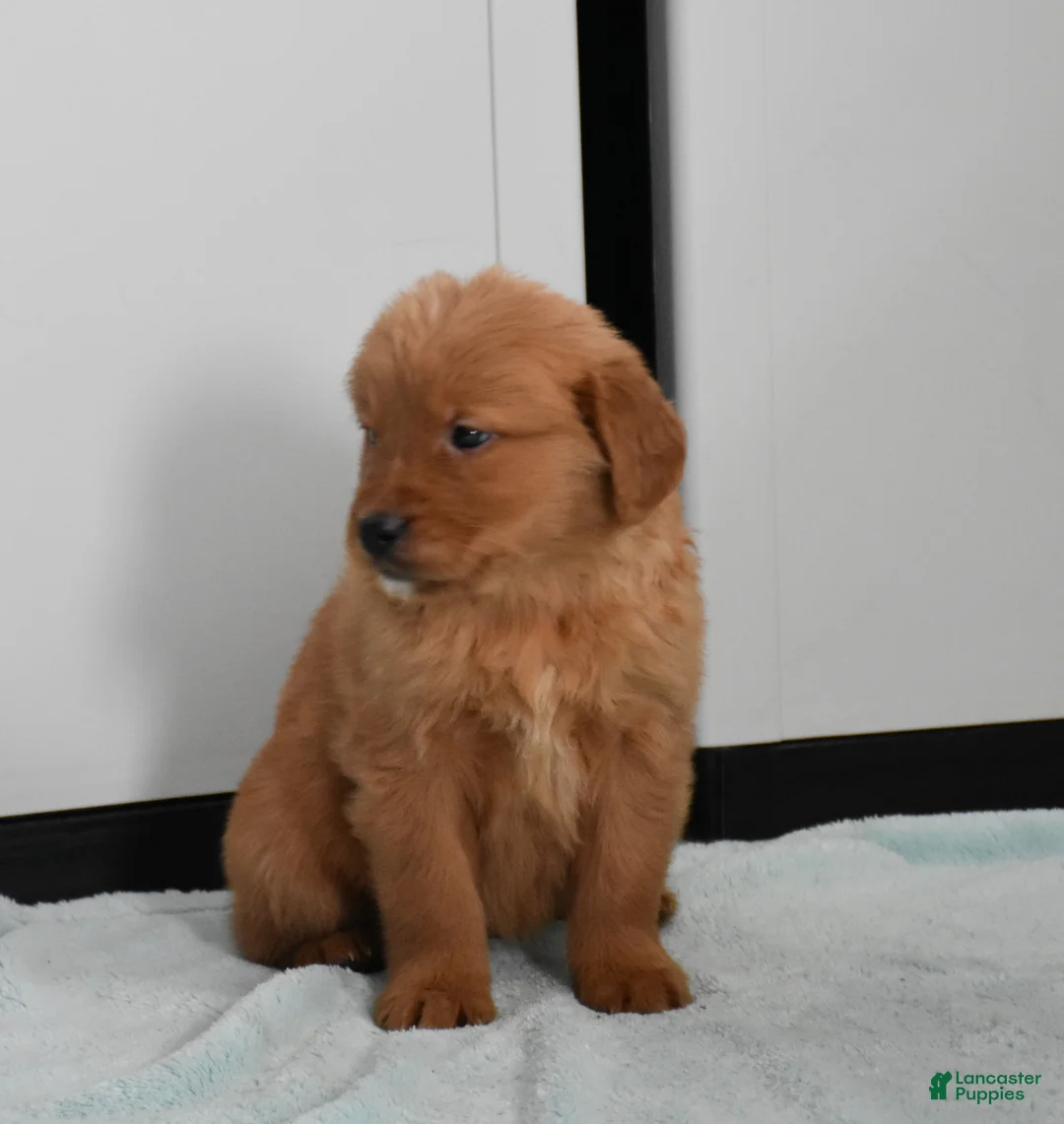 Golden Retriever dogs for sale: Sydney   Genetic/OFA - Ad 24