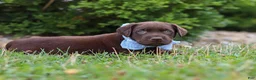 Labrador Retriever dogs for sale: Scout - Ad 3