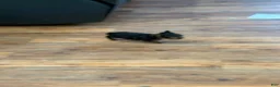 Yorkshire Terrier dogs for sale: Yorkshire Terrier Puppy 1 Tinker - Ad 2