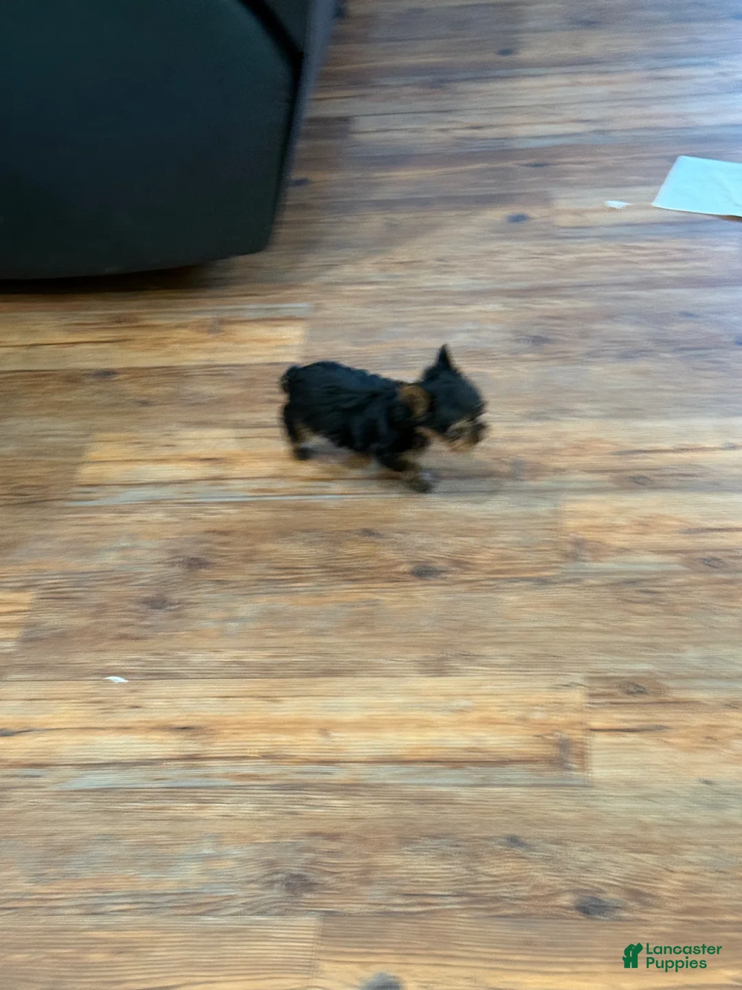 Yorkshire Terrier dogs for sale: Yorkshire Terrier Puppy 1 Tinker - Ad 2