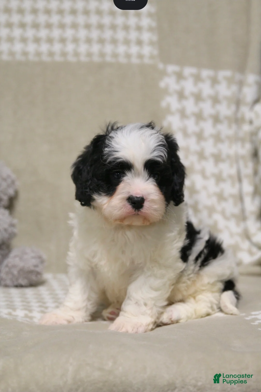 Cavapoo dogs for sale: Theo - Ad 4