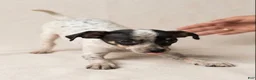 Chihuahua dogs for sale: Chihuahua 1 - Ad 1