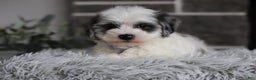 Maltipoo dogs for sale: Chubbs - Ad 16