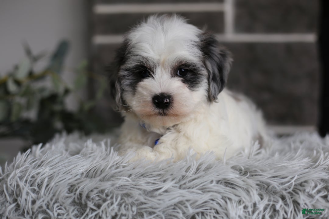 Maltipoo dogs for sale: Chubbs - Ad 16