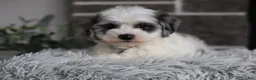 Maltipoo dogs for sale: Chubbs - Ad 13
