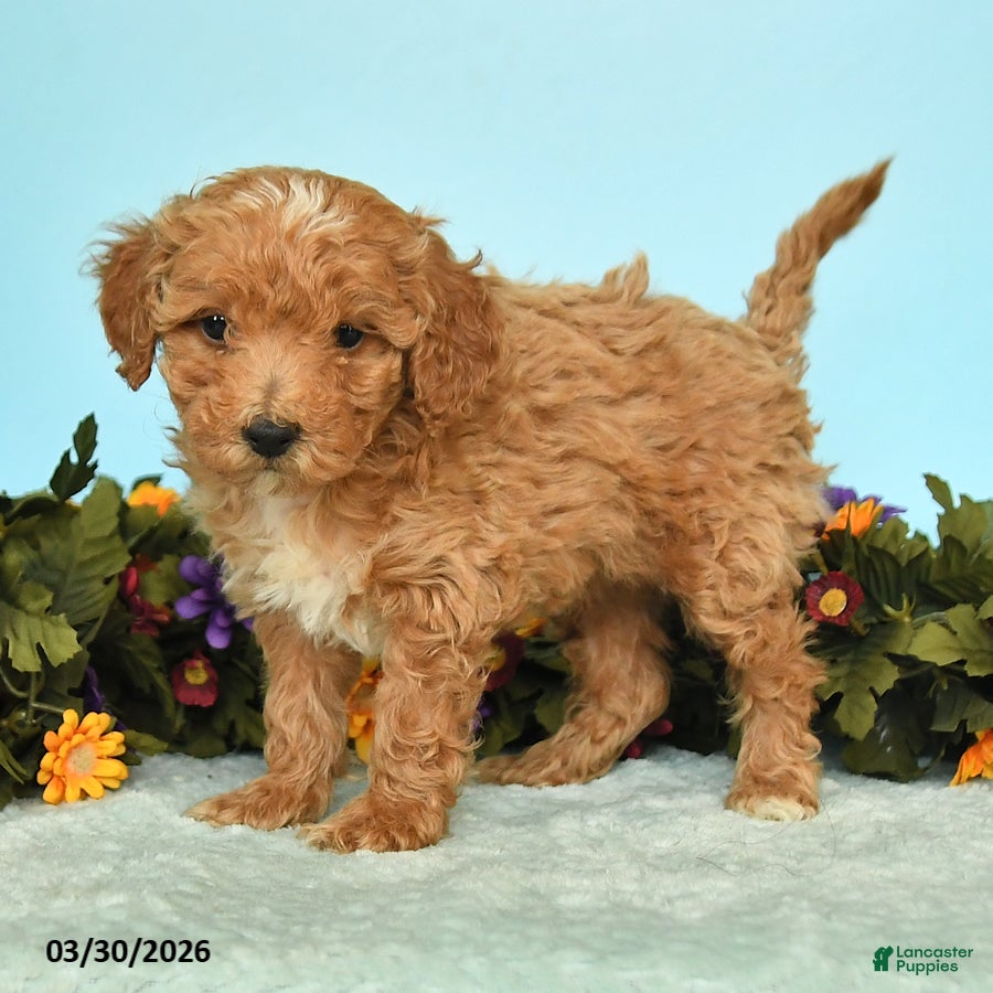 Miniature Poodle dogs Blossom - Ad 2