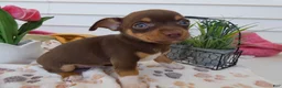 Chihuahua dogs for sale: Chihuahua Puppy 4 Rocko - Ad 3