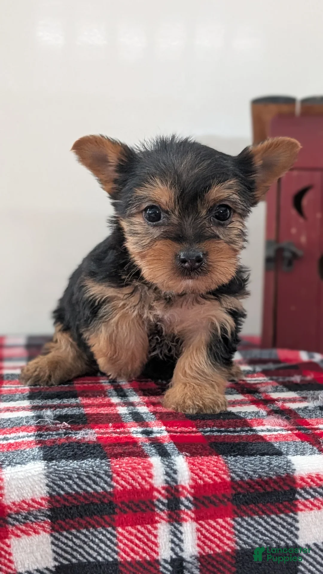 Yorkshire Terrier dogs for sale: Dahlia  - Ad 5