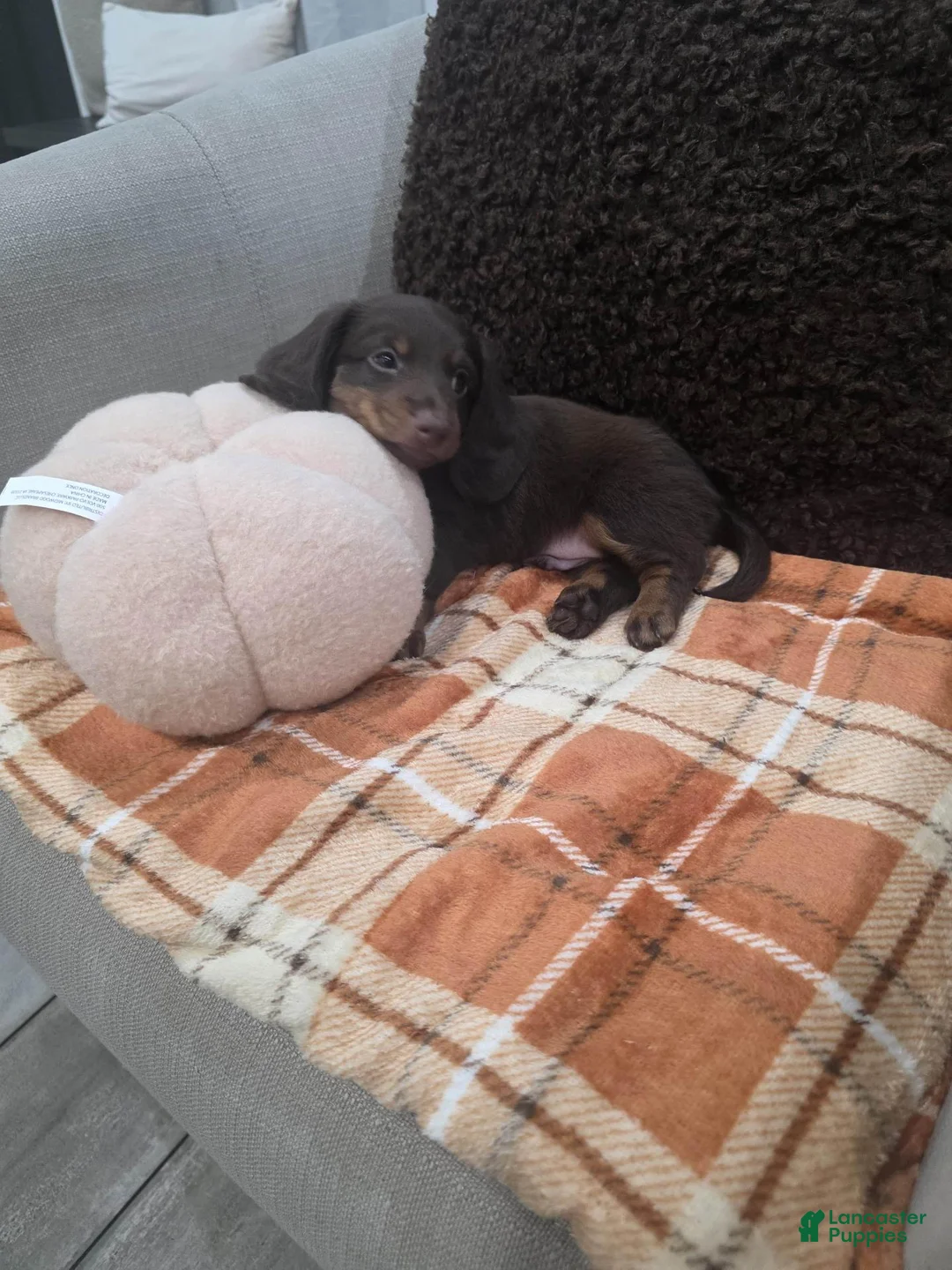 Miniature Dachshund dogs for sale: Coco - Ad 2
