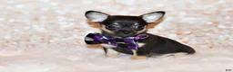 Chihuahua dogs for sale: Navy - Ad 5