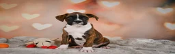 Boxer dogs for sale: Alex - Ad 7