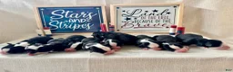 Miniature Australian Shepherd dogs for sale: Miniature Australian Shepherd 3 - Ad 6