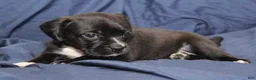 Puggle dogs for sale: Chewy - Ad 15